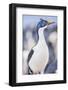 Imperial shag (Leucocarbo atriceps), Sea Lion Island, Falkland Islands, South America-Marco Simoni-Framed Photographic Print