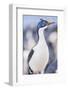 Imperial shag (Leucocarbo atriceps), Sea Lion Island, Falkland Islands, South America-Marco Simoni-Framed Photographic Print