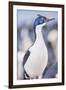 Imperial shag (Leucocarbo atriceps), Sea Lion Island, Falkland Islands, South America-Marco Simoni-Framed Photographic Print