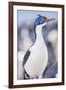 Imperial shag (Leucocarbo atriceps), Sea Lion Island, Falkland Islands, South America-Marco Simoni-Framed Photographic Print