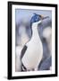 Imperial shag (Leucocarbo atriceps), Sea Lion Island, Falkland Islands, South America-Marco Simoni-Framed Photographic Print