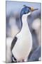 Imperial shag (Leucocarbo atriceps), Sea Lion Island, Falkland Islands, South America-Marco Simoni-Mounted Photographic Print