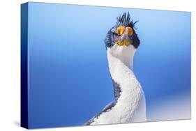 Imperial shag (Leucocarbo atriceps), Sea Lion Island, Falkland Islands, South America-Marco Simoni-Stretched Canvas