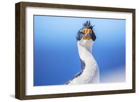 Imperial shag (Leucocarbo atriceps), Sea Lion Island, Falkland Islands, South America-Marco Simoni-Framed Photographic Print