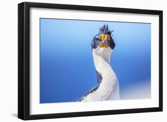 Imperial shag (Leucocarbo atriceps), Sea Lion Island, Falkland Islands, South America-Marco Simoni-Framed Photographic Print