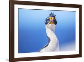 Imperial shag (Leucocarbo atriceps), Sea Lion Island, Falkland Islands, South America-Marco Simoni-Framed Photographic Print