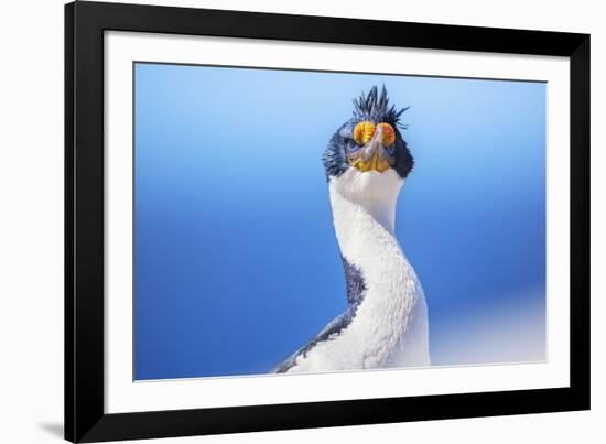 Imperial shag (Leucocarbo atriceps), Sea Lion Island, Falkland Islands, South America-Marco Simoni-Framed Photographic Print