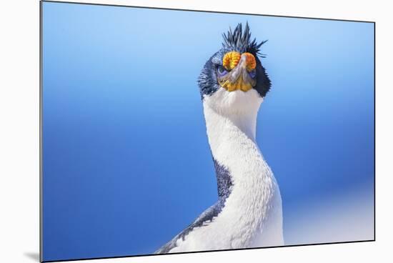 Imperial shag (Leucocarbo atriceps), Sea Lion Island, Falkland Islands, South America-Marco Simoni-Mounted Photographic Print