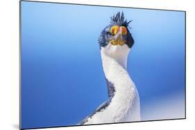 Imperial shag (Leucocarbo atriceps), Sea Lion Island, Falkland Islands, South America-Marco Simoni-Mounted Photographic Print