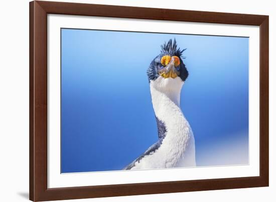 Imperial shag (Leucocarbo atriceps), Sea Lion Island, Falkland Islands, South America-Marco Simoni-Framed Photographic Print