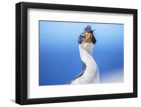 Imperial shag (Leucocarbo atriceps), Sea Lion Island, Falkland Islands, South America-Marco Simoni-Framed Photographic Print