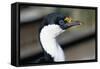 Imperial Shag-Paul Souders-Framed Stretched Canvas