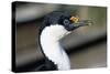 Imperial Shag-Paul Souders-Stretched Canvas