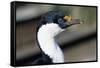 Imperial Shag-Paul Souders-Framed Stretched Canvas