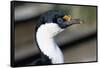 Imperial Shag-Paul Souders-Framed Stretched Canvas