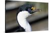 Imperial Shag-Paul Souders-Stretched Canvas