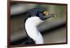 Imperial Shag-Paul Souders-Framed Photographic Print