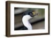 Imperial Shag-Paul Souders-Framed Photographic Print