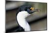 Imperial Shag-Paul Souders-Mounted Photographic Print