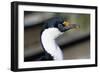 Imperial Shag-Paul Souders-Framed Photographic Print