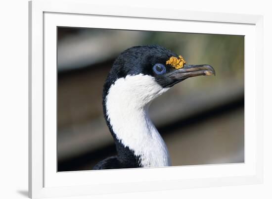 Imperial Shag-Paul Souders-Framed Photographic Print