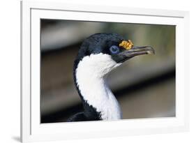 Imperial Shag-Paul Souders-Framed Photographic Print