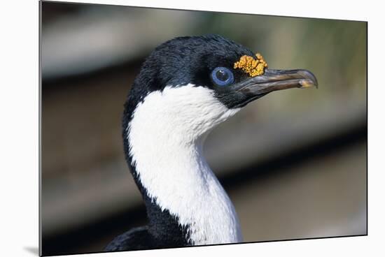 Imperial Shag-Paul Souders-Mounted Photographic Print