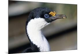 Imperial Shag-Paul Souders-Mounted Photographic Print