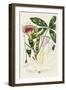 Imperial Tropical Botanical II-John Miller-Framed Art Print