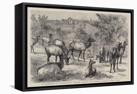 Imported American Elk, Wapiti, at Osmaston Manor, Derby-null-Framed Stretched Canvas