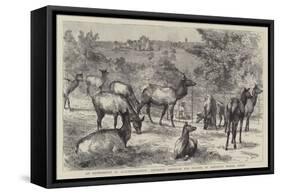 Imported American Elk, Wapiti, at Osmaston Manor, Derby-null-Framed Stretched Canvas