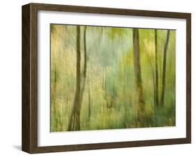 Impression of an Autumn Forest, North Lanarkshire, Scotland, UK, 2007-Niall Benvie-Framed Photographic Print