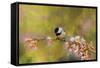 Impressionist Chickadee-Jai Johnson-Framed Stretched Canvas