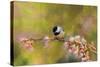 Impressionist Chickadee-Jai Johnson-Stretched Canvas