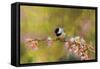 Impressionist Chickadee-Jai Johnson-Framed Stretched Canvas