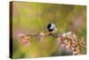 Impressionist Chickadee-Jai Johnson-Stretched Canvas