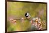 Impressionist Chickadee-Jai Johnson-Framed Giclee Print