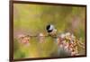 Impressionist Chickadee-Jai Johnson-Framed Giclee Print