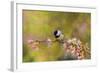 Impressionist Chickadee-Jai Johnson-Framed Giclee Print