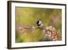 Impressionist Chickadee-Jai Johnson-Framed Giclee Print