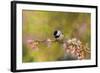 Impressionist Chickadee-Jai Johnson-Framed Giclee Print