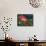 Impressionistic Poppies-David Carriere-Framed Stretched Canvas displayed on a wall