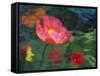 Impressionistic Poppies-David Carriere-Framed Stretched Canvas