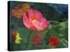 Impressionistic Poppies-David Carriere-Stretched Canvas