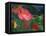 Impressionistic Poppies-David Carriere-Framed Stretched Canvas