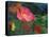 Impressionistic Poppies-David Carriere-Stretched Canvas