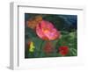 Impressionistic Poppies-David Carriere-Framed Photographic Print