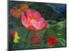 Impressionistic Poppies-David Carriere-Mounted Photographic Print