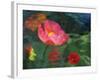 Impressionistic Poppies-David Carriere-Framed Photographic Print