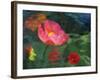 Impressionistic Poppies-David Carriere-Framed Photographic Print